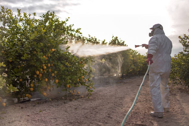 Best Wasp Removal Services  in Cold Spring, MN